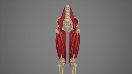 Anterior View of Anterior Thigh Muscles