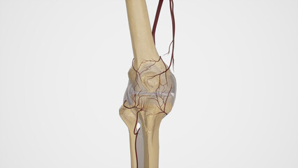 Arterial Anastomosis of Knee Joint