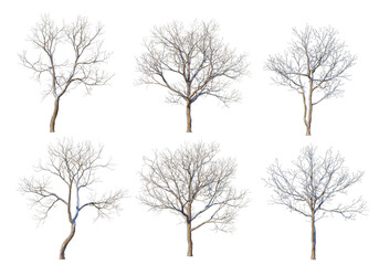 3D render forests and nature during winter