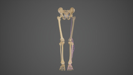 3d rendered medically accurate illustration Common Fibular Nerve
