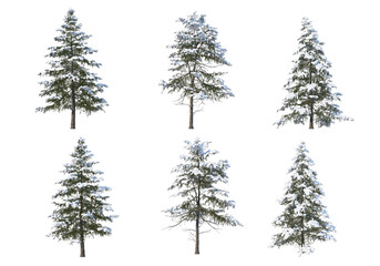 3D render forests and nature during winter