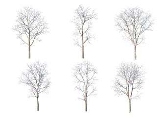 3D render forests and nature during winter