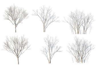 3D render forests and nature during winter