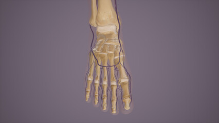 Dorsal Venous Arch of Foot Anatomy