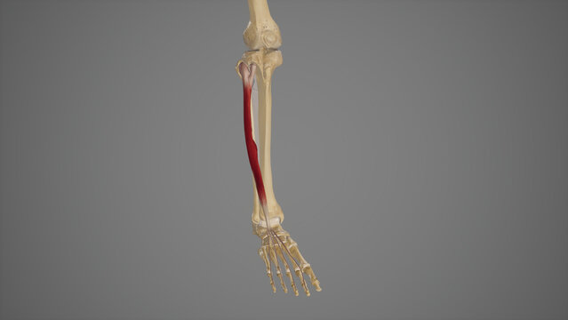 Medical Illustration of Extensor  Digitorum Longus