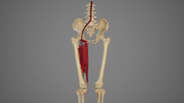 Anatomical Illustration of Femoral Artery