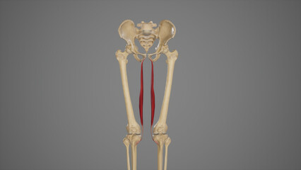 Medical Illustration of Gracilis Muscle