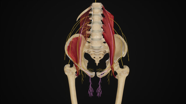 Genital Branch of Genitofemoral Nerve.3d rendering