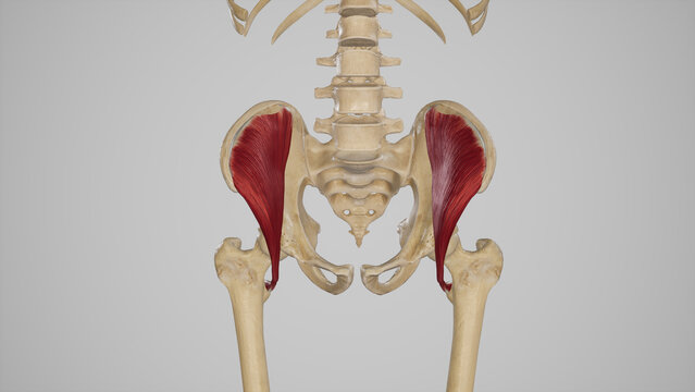 Medical Illustration of Iliacus Muscle