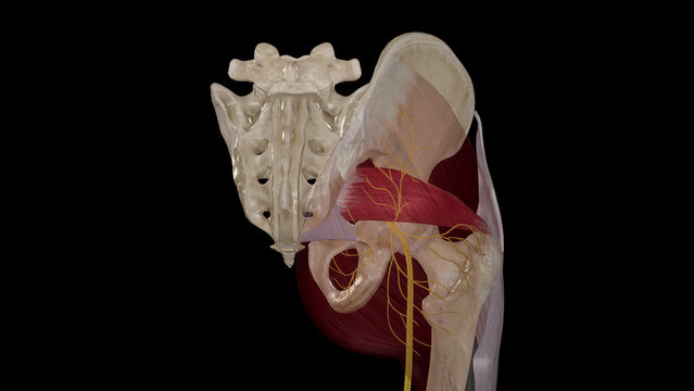 Anatomical Illustration of Inferior Gluteal Nerve