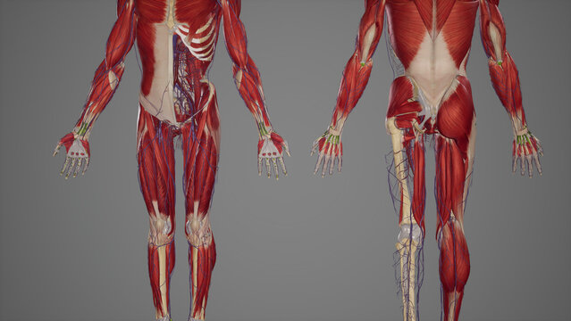 Lower limb anatomy, skeletal, muscular and cardiovascular systems, with sublayers muscles