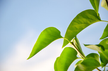 Abstract green leaves nature texture background. Creative layout for design