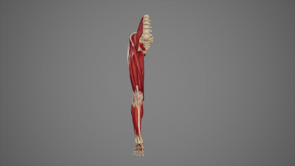 Obraz na płótnie Canvas Anterior View of Lower Limb Muscles