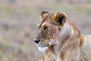 Wild lioness in the Serengeti National Park in the heart of Africa