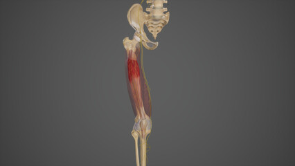 Branches of Posterior Division of Femoral Nerve