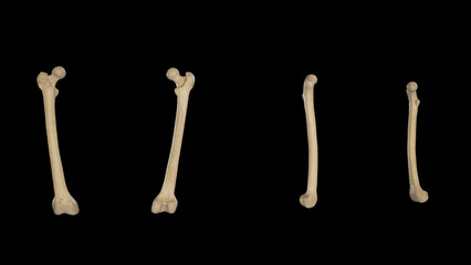 Right Femur from multiple sides