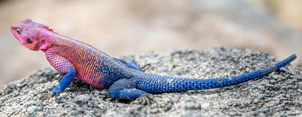 lizard basking in the sun in serengeti national park