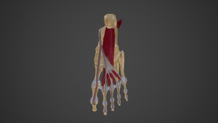 Muscles of Sole of Foot Second Layer