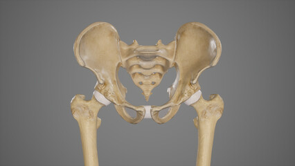 Medical Illustration of Pelvic Bones-Hip Bone