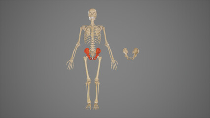 Medical Ilustration of Pelvic Bones