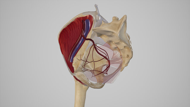 Branches of Anterior Trunk of Internal Iliac Artery