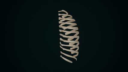 Posterior view of Right Ribs