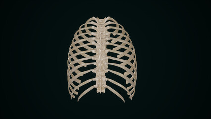 Posterior view of Thoracic Cage