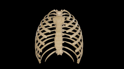 Anterior view of Thoracic Cage