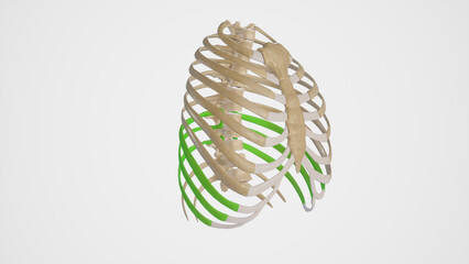Medical Illustration of Rib Cage with Colored False Ribs on white background