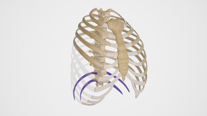 Medical Illustration of Rib Cage with Colored Floating Ribs on white background