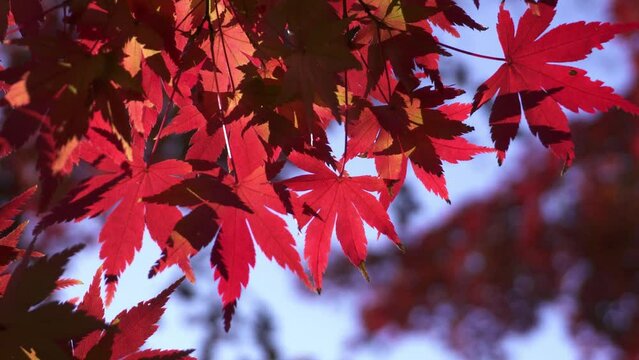 Japanese colorful maple leaves swaying in the breeze close up. Japanese autumn scene.	