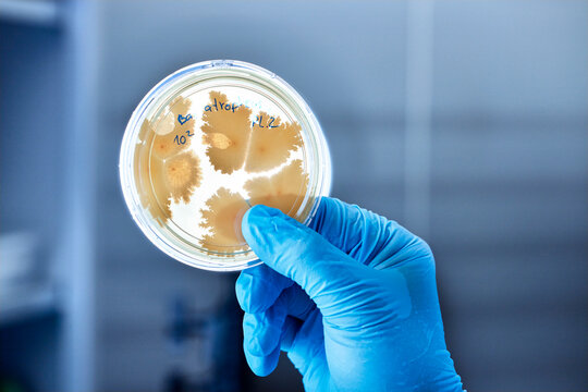 Close-up of scientist holding petri dish in a microbiological lab