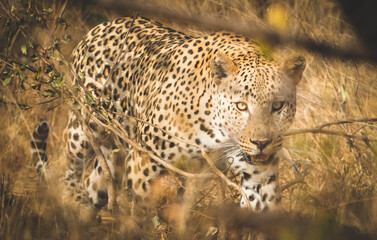 Male leopard
