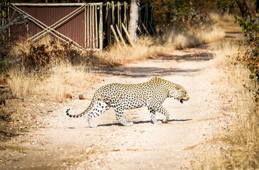 Leopard on the road