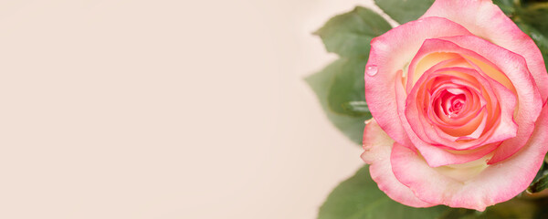 Peach color rose flower close up on light beige. Banner. Copy space. Soft focus.