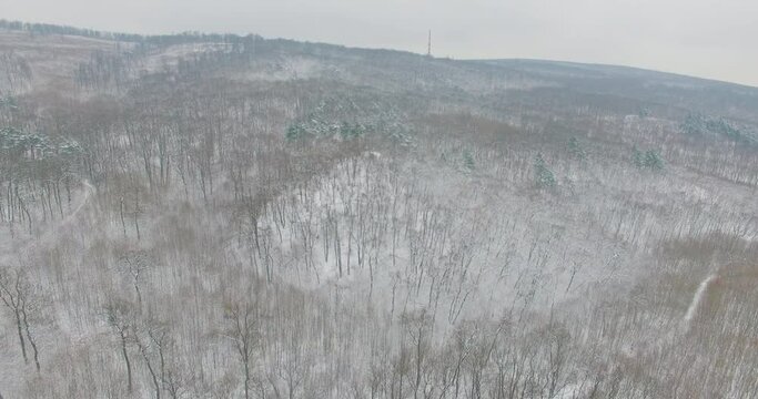 snow, forest, drone, high, sky, horizont, bare, tree, trees, pine, lots, fly, flying, hill, landscape, snow, winter, weather, real time, cold, clouds, grey, cloud, clouds, color, mountain, fir