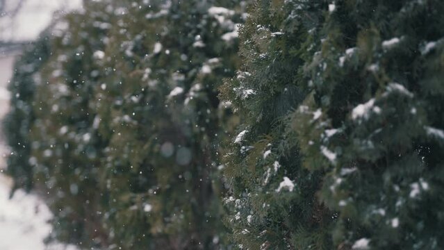 snowfall, tree, pine, snow, fall, needle leaf, tree, white, green, nature, no people, real time, exterior, winter, flow, nature, natural lightning, drop, christmas, holiday, celebrate, religion, fir