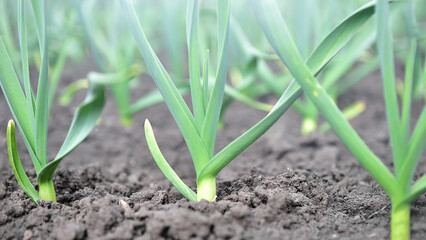 Bed with young garlic. Spring planting on the farm.