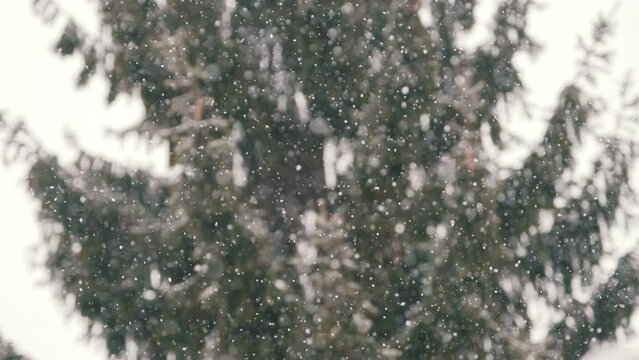 snowfall, tree, pine, snow, fall, needle leaf, tree, white, green, nature, no people, real time, exterior, winter, flow, nature, natural lightning, drop, christmas, holiday, celebrate, religion, fir