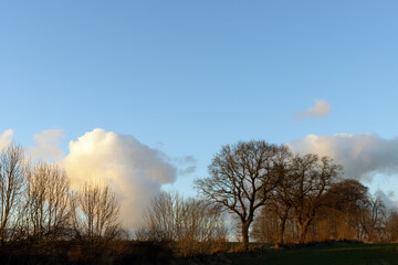 Feld mit Knick, Eiche und Abendhimmel, Textfreiraum oben