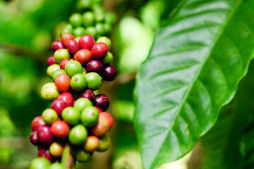 Robusta coffee farm and plantation on the south mountain of Thailand with Smart agriculture farming AOT Increase agricultural productivity concept.