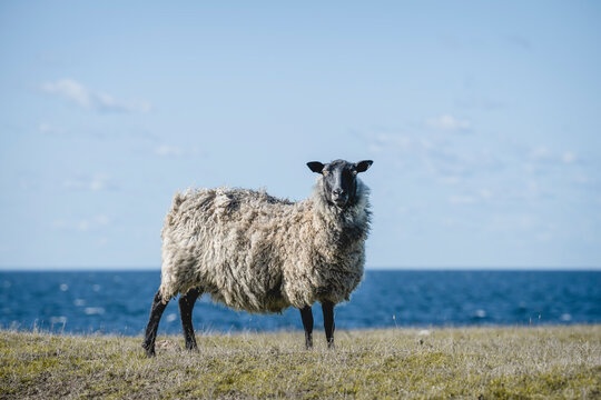 Sweden, Oland, Ottenby, Portrait of sheep standing at coast