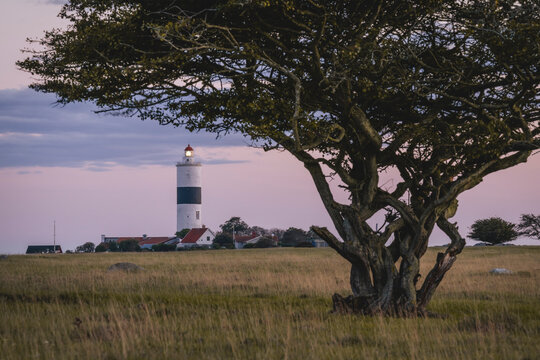 Sweden, Oland, Ottenby, Single tree with village and Lange Jan lighthouse in background