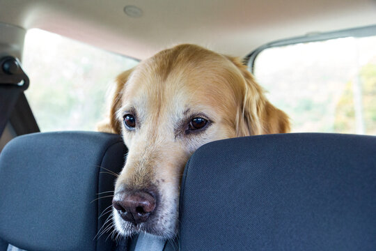 Golden retriever dog sitting in back seat of car