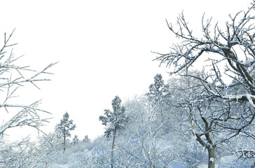 3d render trees and mountains during winter