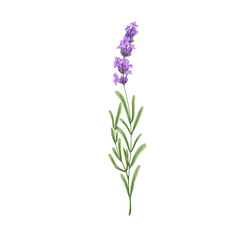 Obraz premium Blooming lavender flower. French lavendar, floral plant with blossomed lavanda. Provence lavandula. Violet purple aromatic lavander. Hand-drawn vector illustration isolated on white background