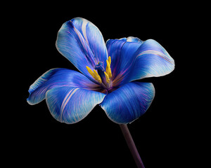 Multicolor blooming tulip with stem and pollen isolated on black background, close-up studio shot.