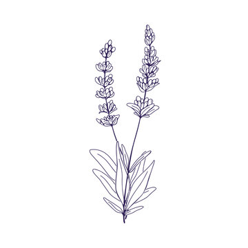 French lavendar, botanical vintage drawing. Outlined flowers branch, contoured floral plant, lavanda. Engraved lavandula stems, blooms. Hand-drawn vector illustration isolated on white background
