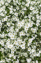 A carpet of white gypsophillas on a city flower bed.