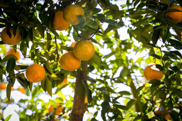 Ripe and fresh oranges hanging on branch, orange orchard. Orange on tree. Orange garden.